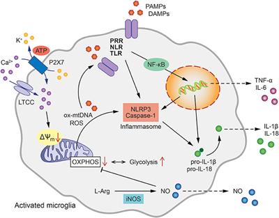 Mitochondria, Microglia, and the Immune System—How Are They Linked in Affective Disorders?